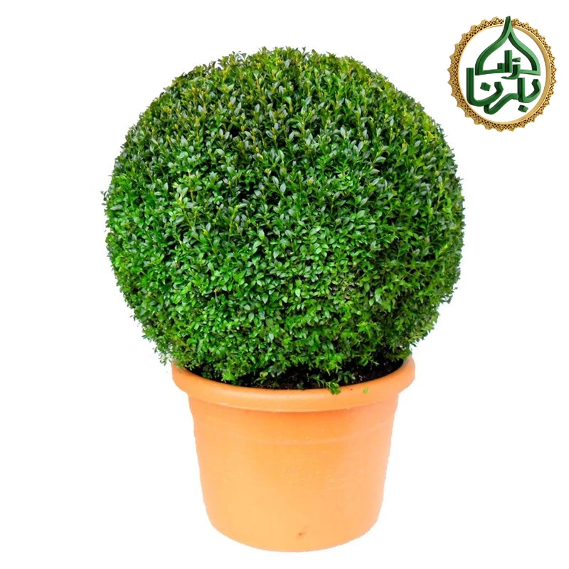 Buxus Sempervirens Ball