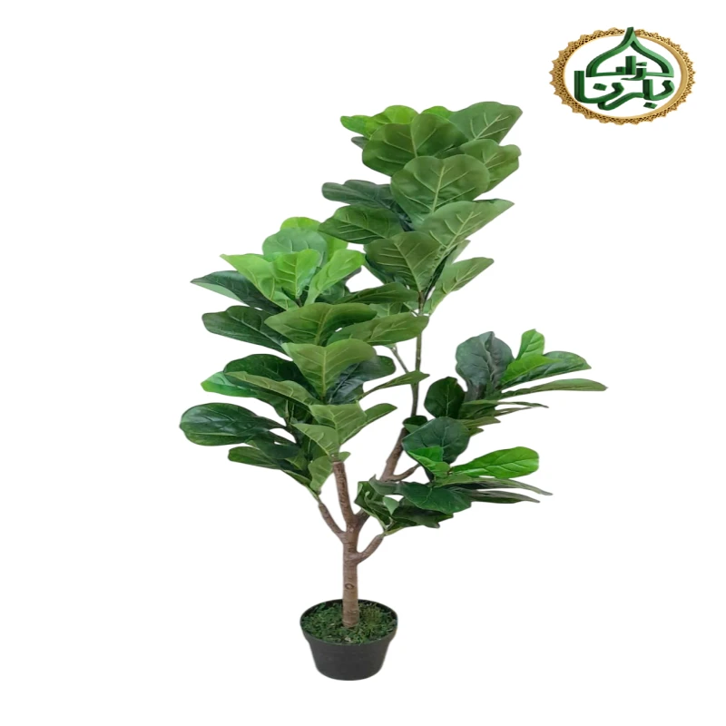 Ficus Lyrata 170 Cm