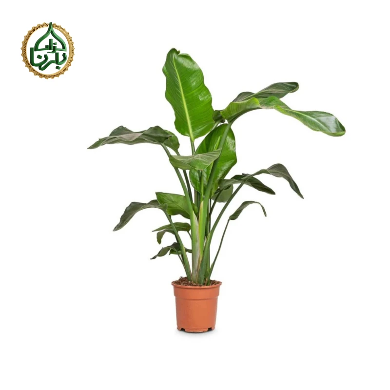 Strelitzia Nicolai 3PP