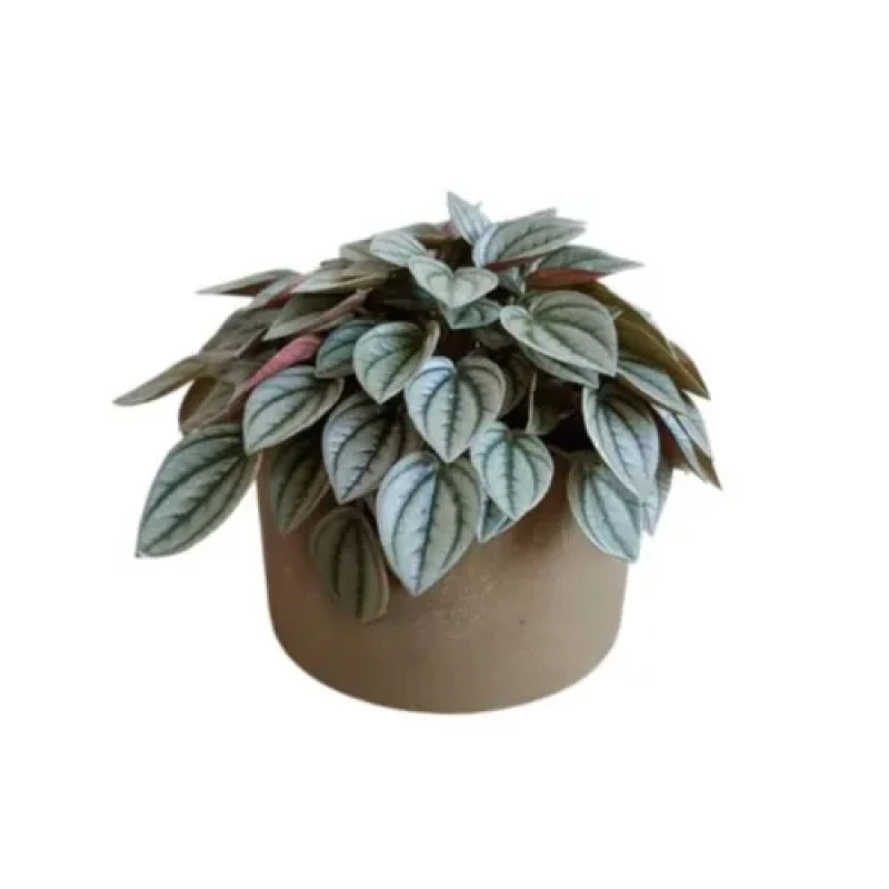 Peperomia "Napoli Nights"