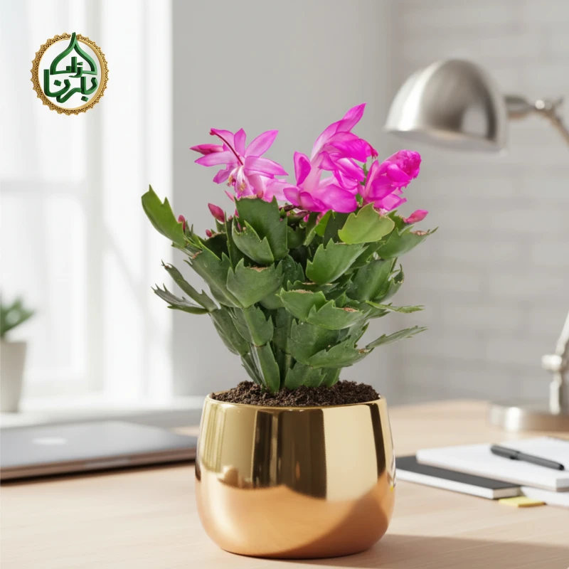 Christmas Cactus (Schlumbergera)- Pink