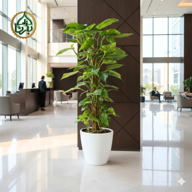 Epipremnum Pinnatum Moss Stick Medium