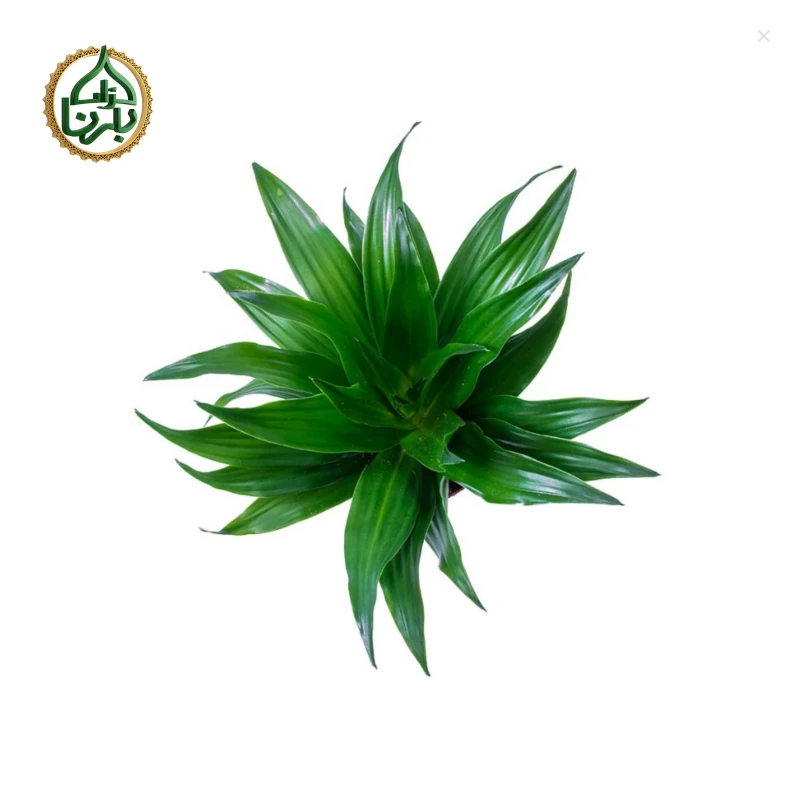 Dracaena Fragrans Compacta