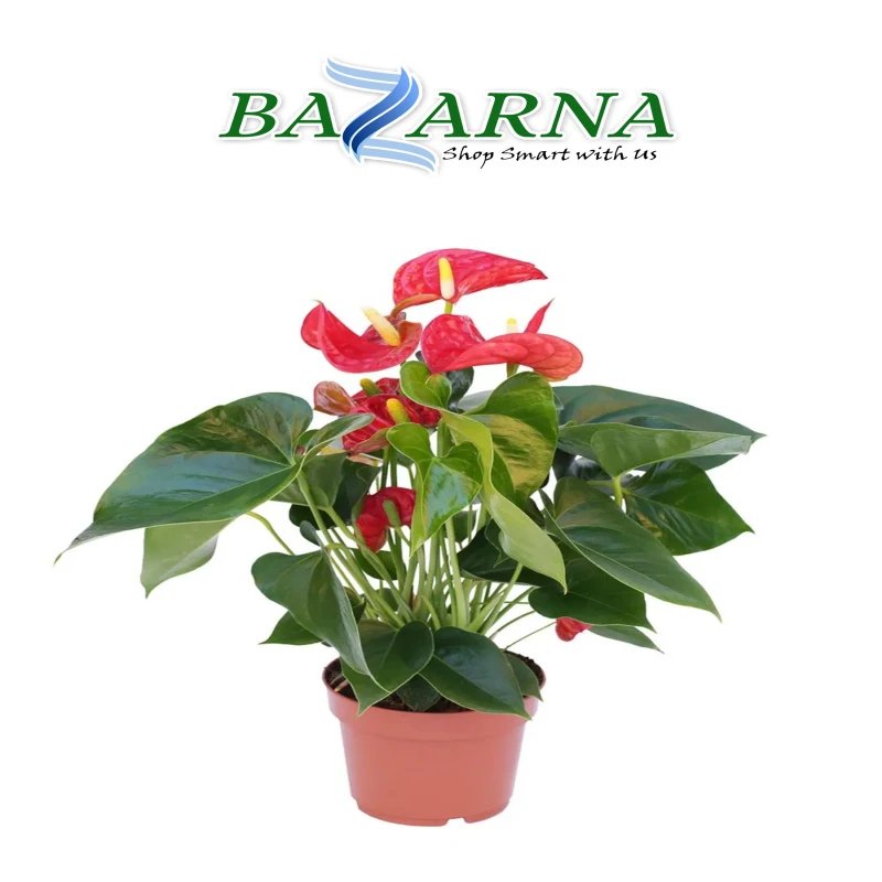 Anthurium Royal Red Big
