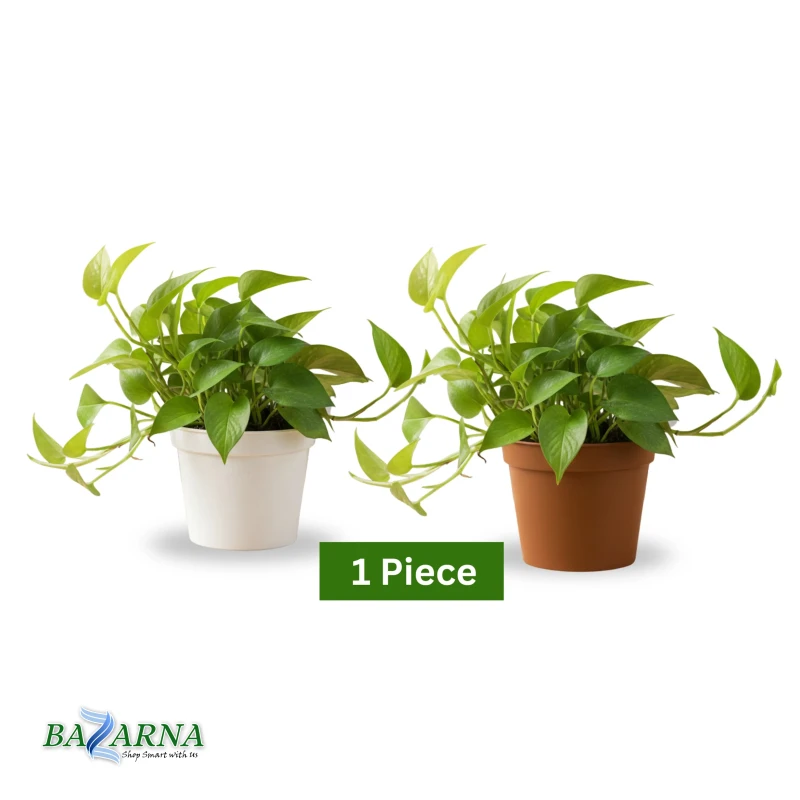 Money Plant Bushy 1 Piece