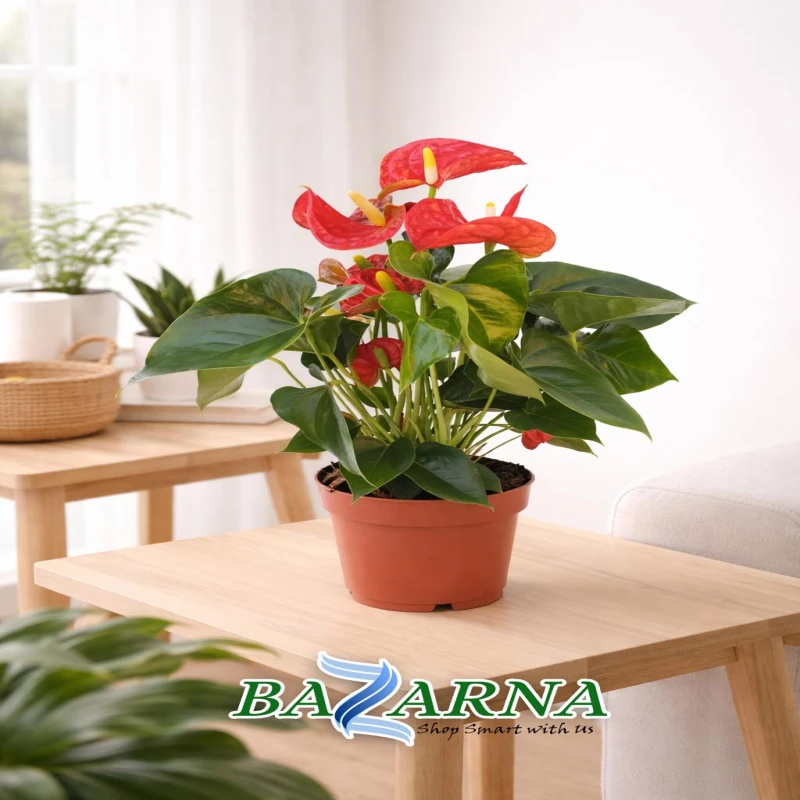 Anthurium Royal Red Big