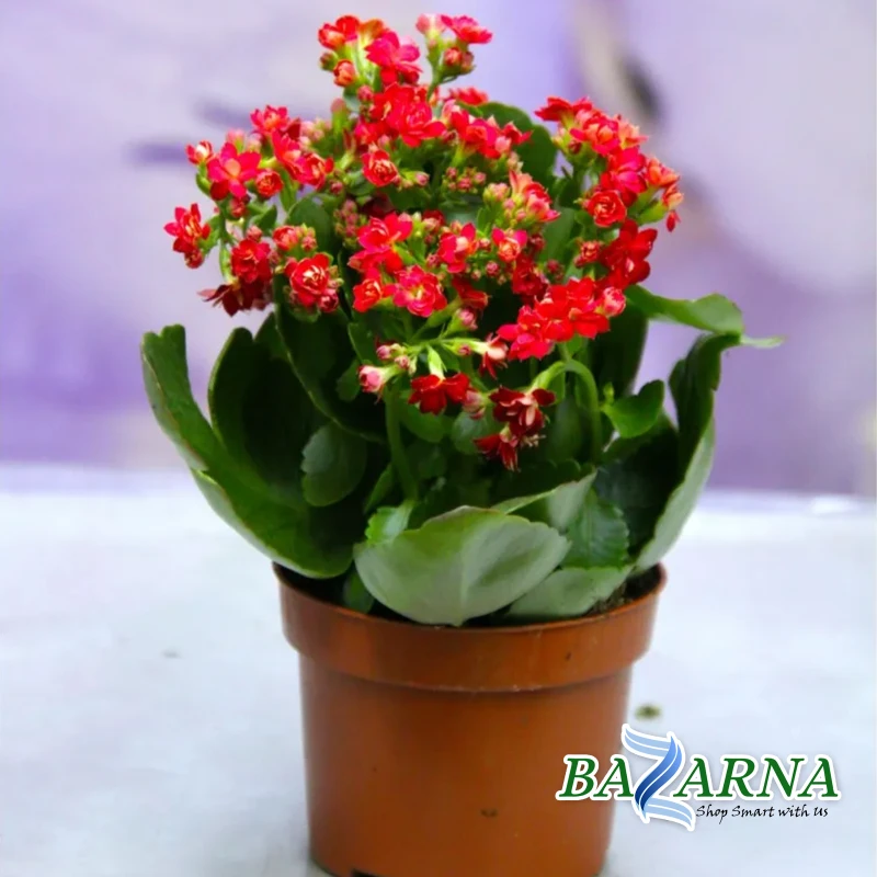 Kalanchoe Red