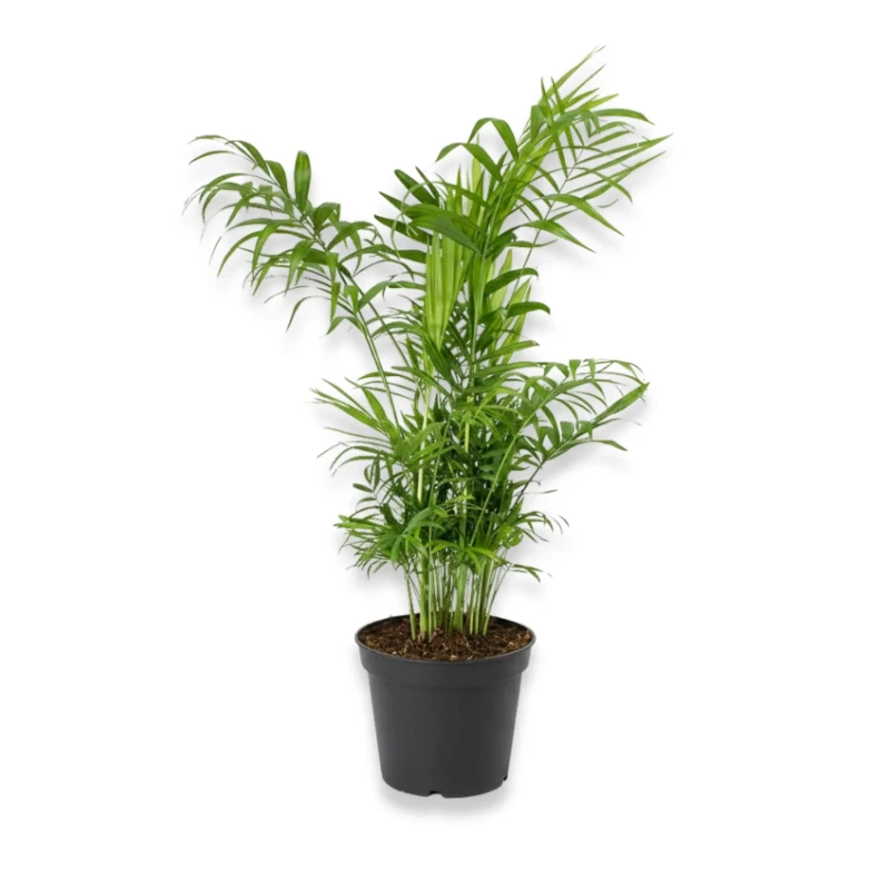 Ficus Elastica 'Abidjan' 3PP