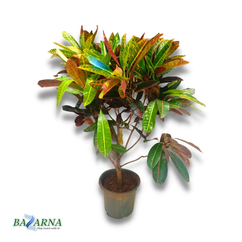 Croton Plant XL