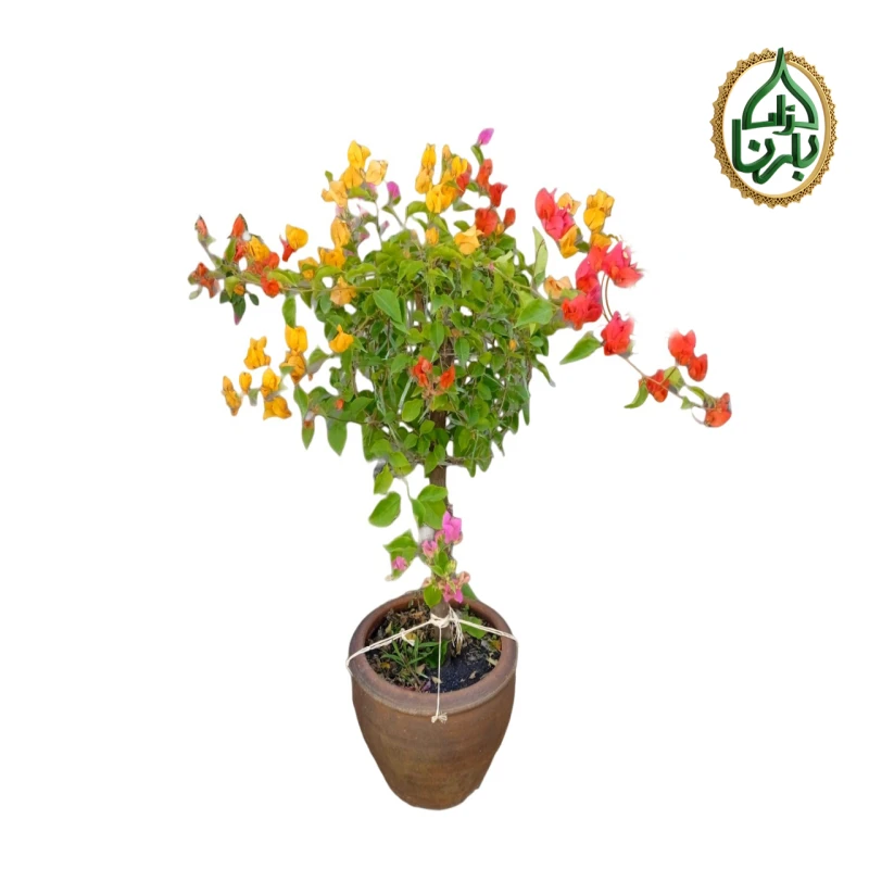 Bougainvillea Mix Color Big