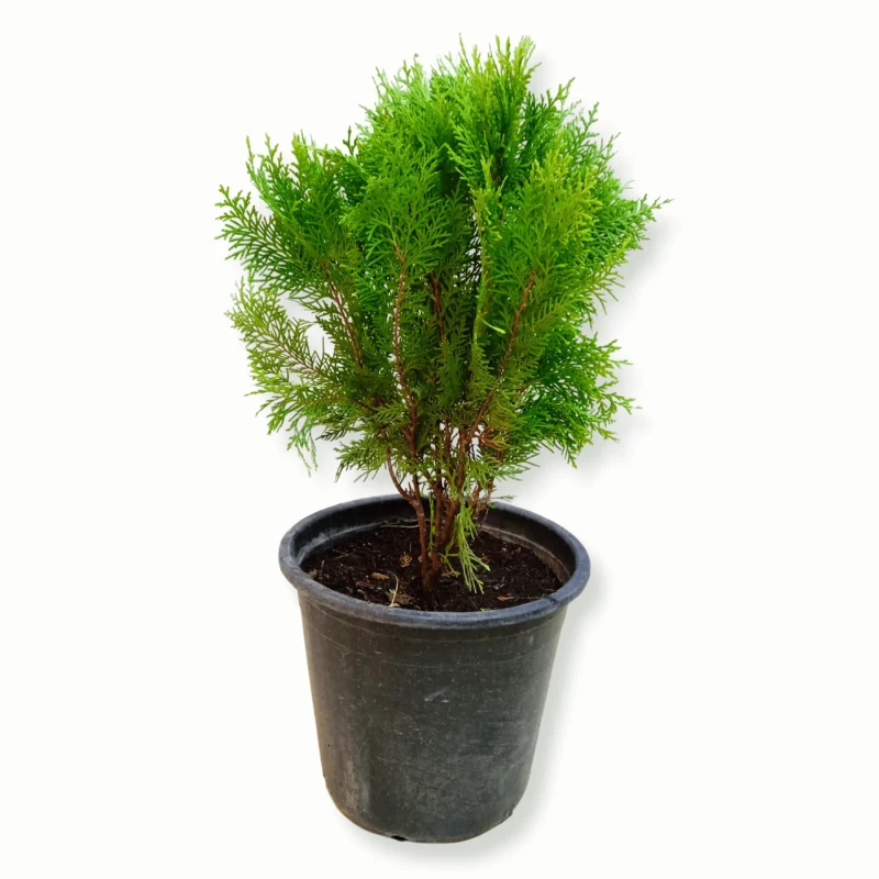 Thuja