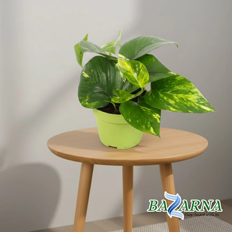 Money Plant 'Aureum'