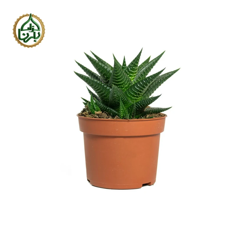 Haworthiopsis Limifolia (Fairy Washboard)