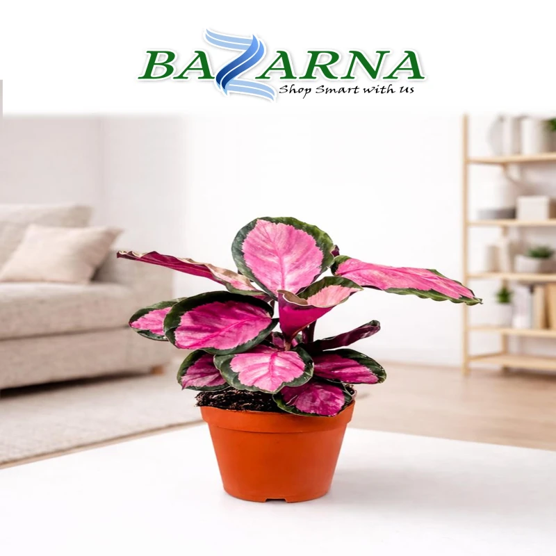 Calathea Roseopicta Rosy
