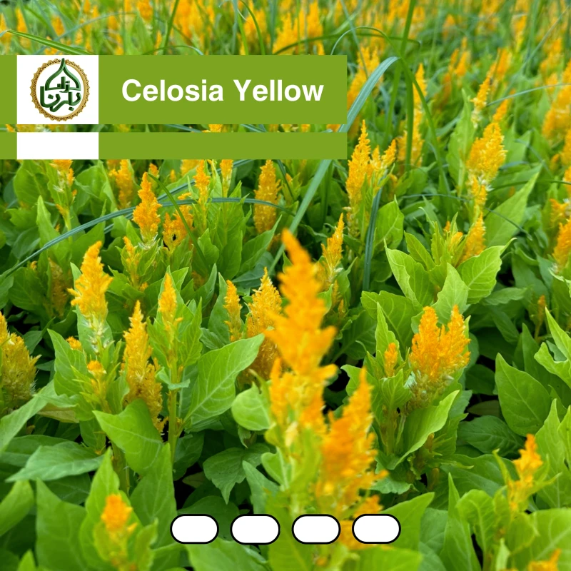 Celosia Yellow 25 Pcs/box