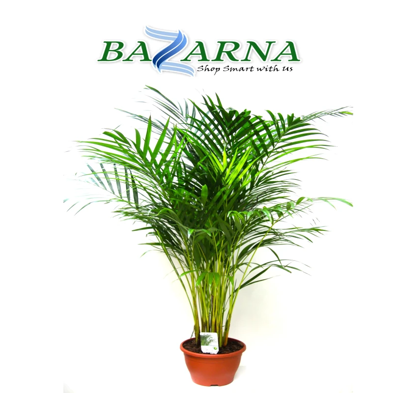 Dypsis Lutescens (Areca Palm)