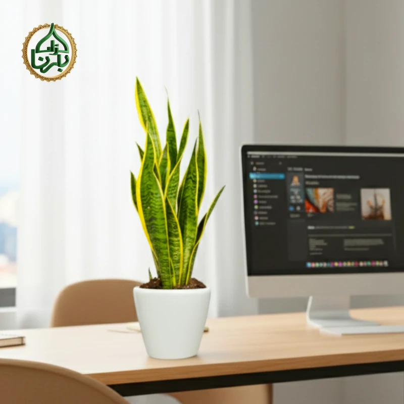 Snake Plant (Sansevieria)