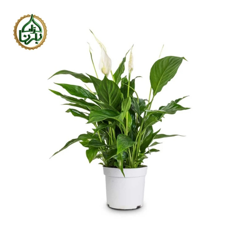 Spathiphyllum-Peace lily (Small)