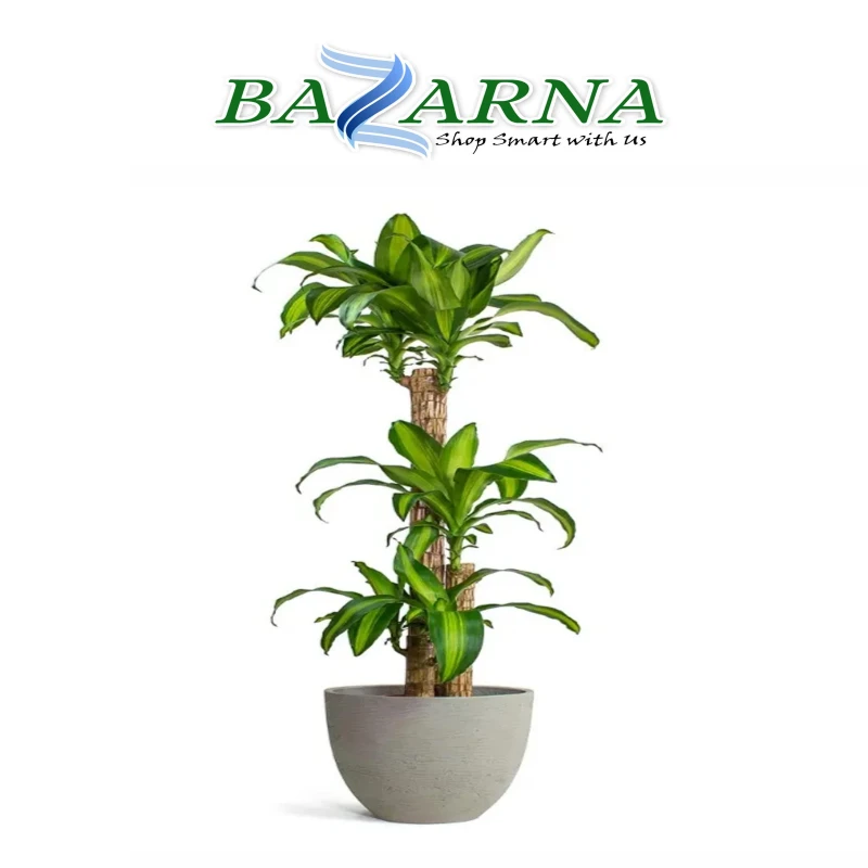 Dracaena Fragrans Massangeana - 3PP
