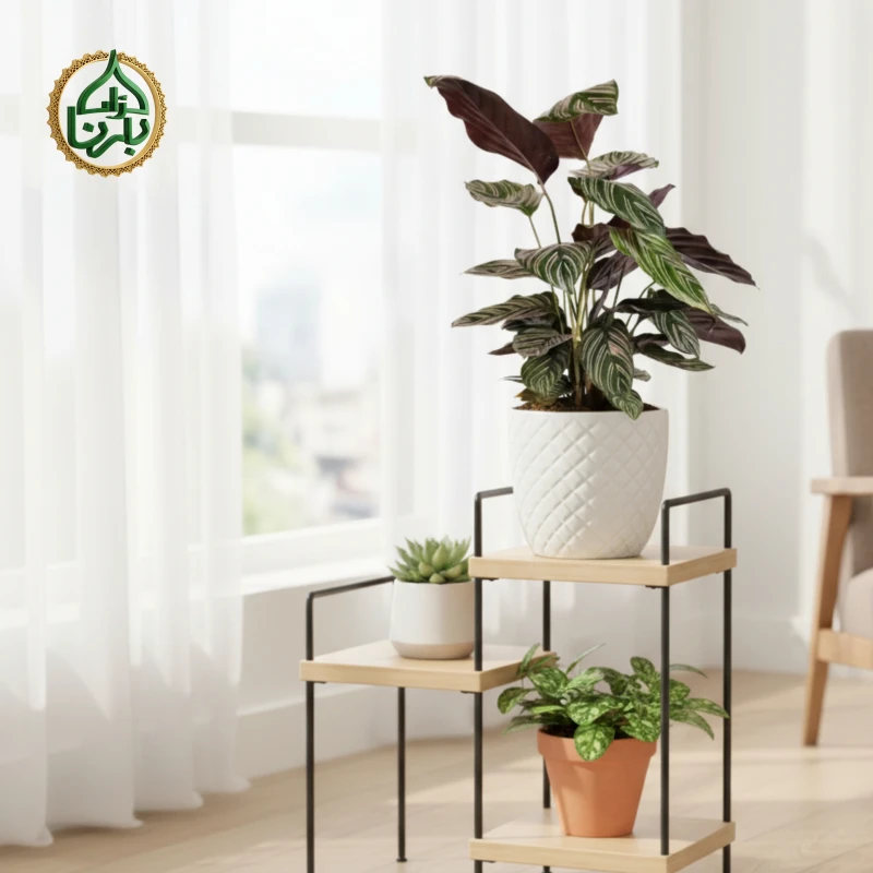 Calathea Sanderiana Ornata