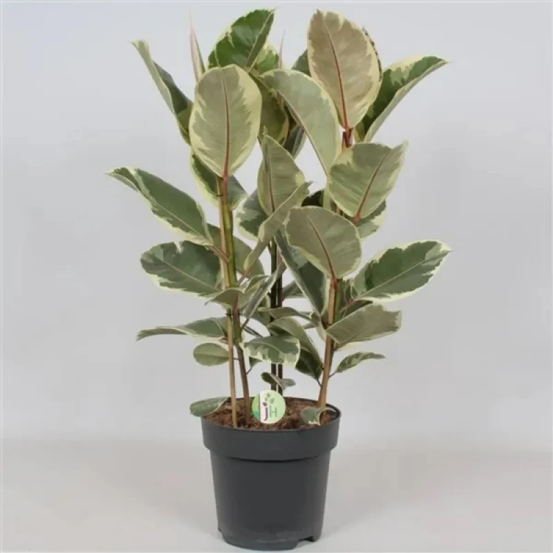 Ficus Elastica 'Belize' 3PP