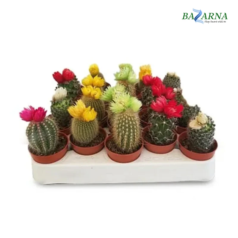 Decorated Cactus Mix Color 1 Piece