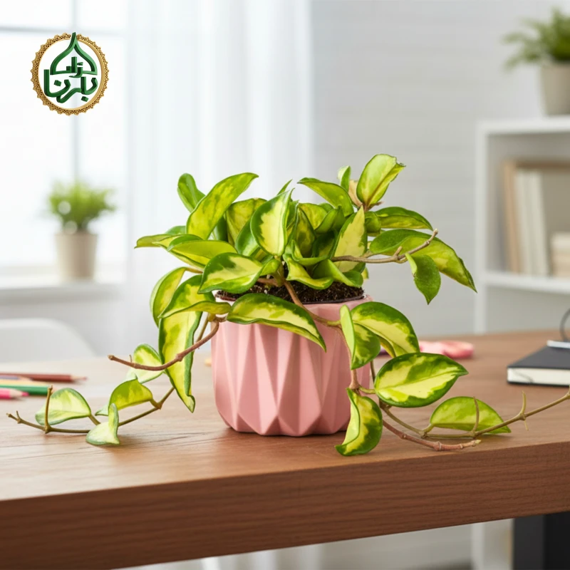 Hoya carnosa Krimson Queen (Wax Plant)