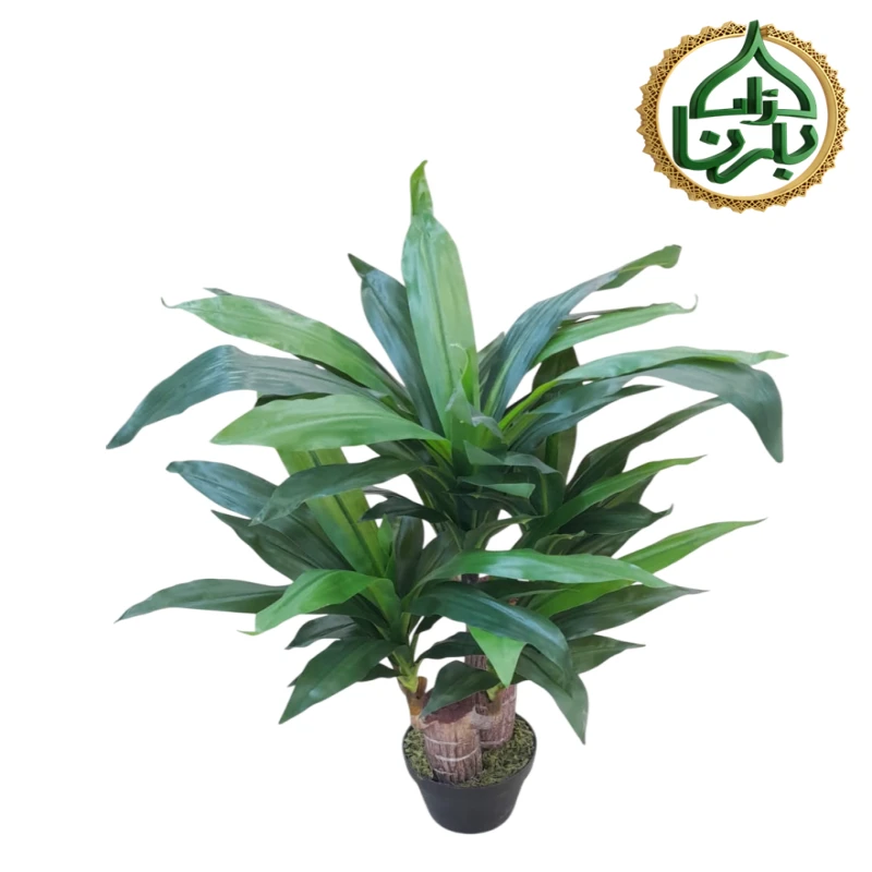 Dracaena Janet Creig 60 Cm
