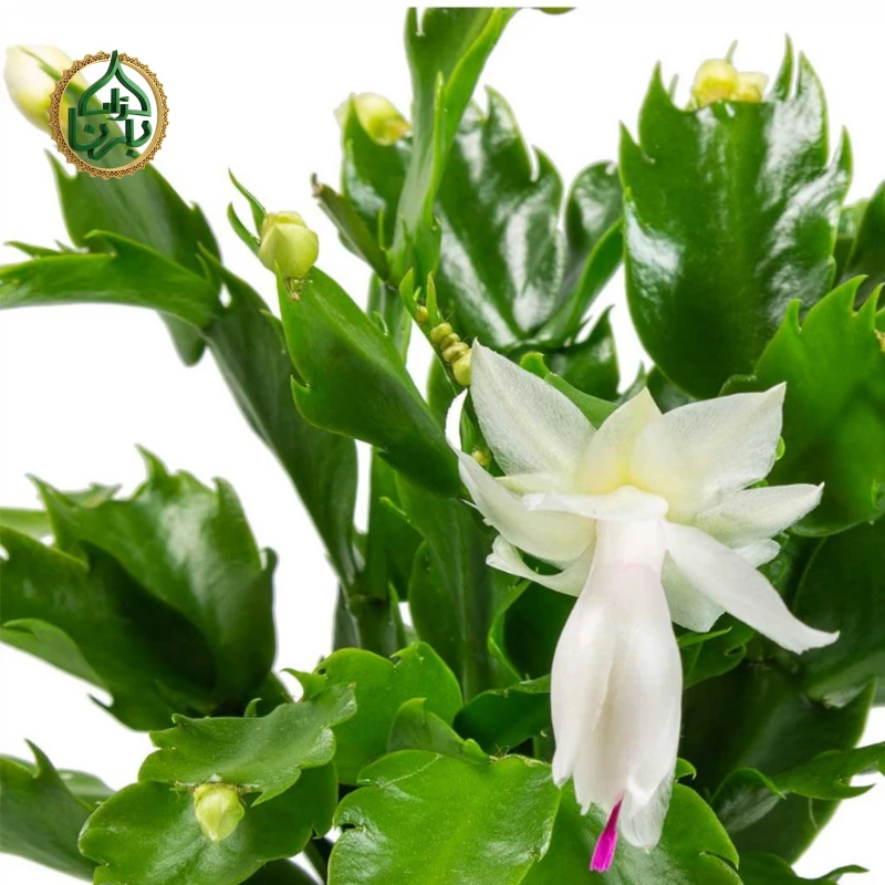 Christmas Cactus (Schlumbergera)- White