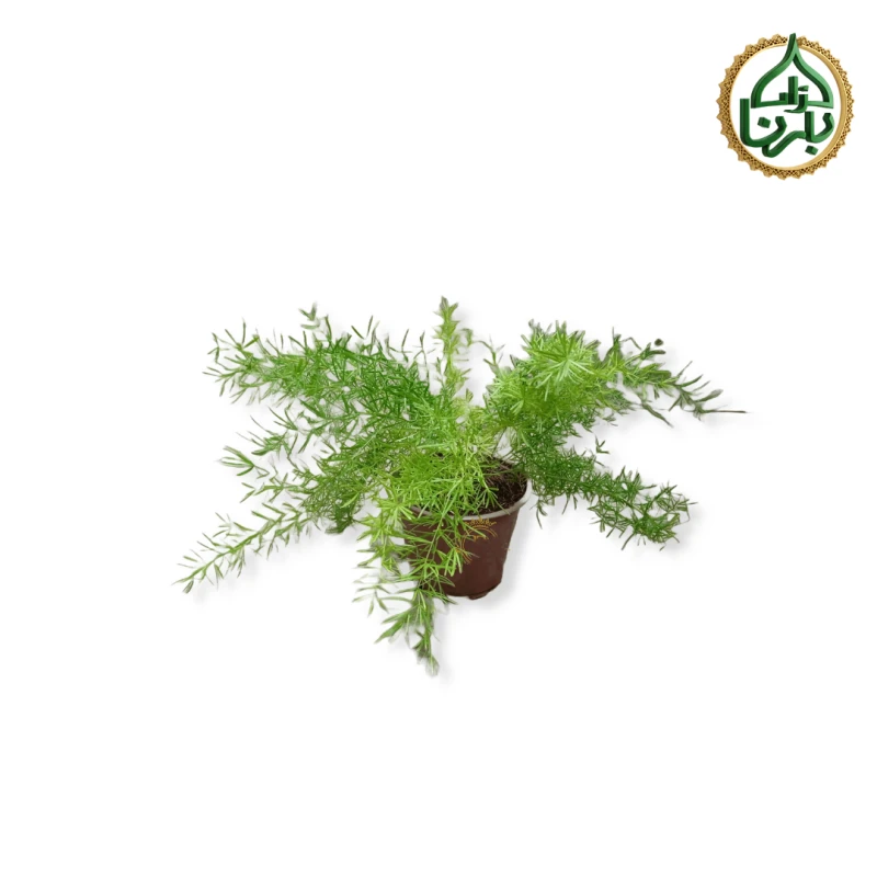 Asparagus Fern