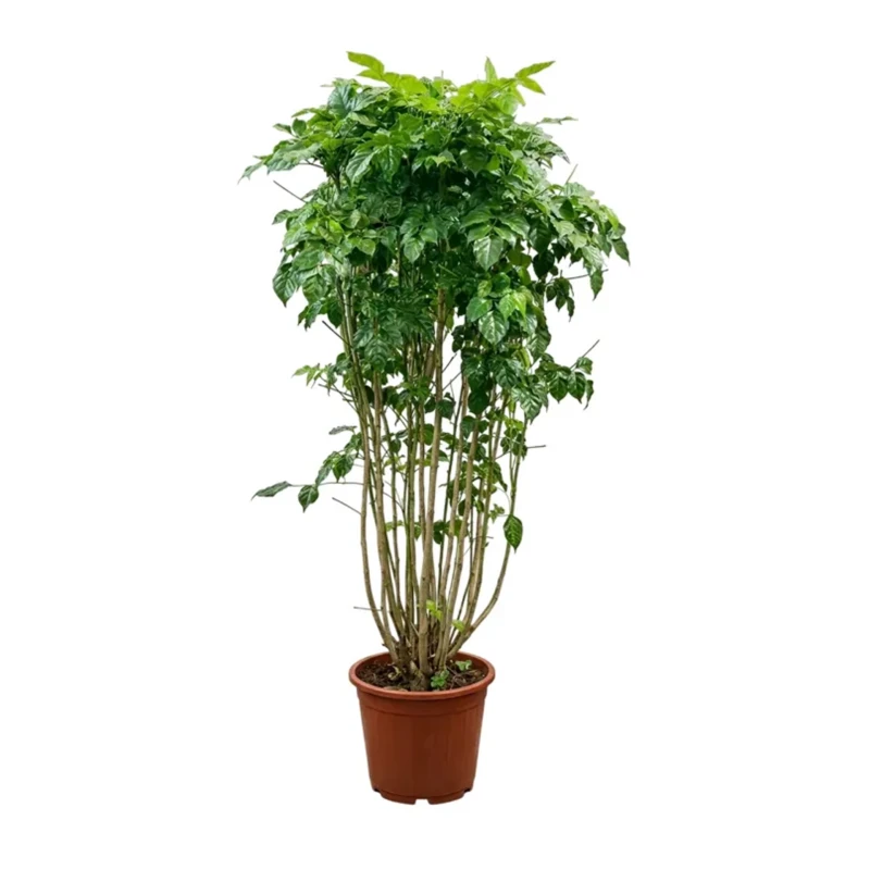 Radermachera Sinica Bushy