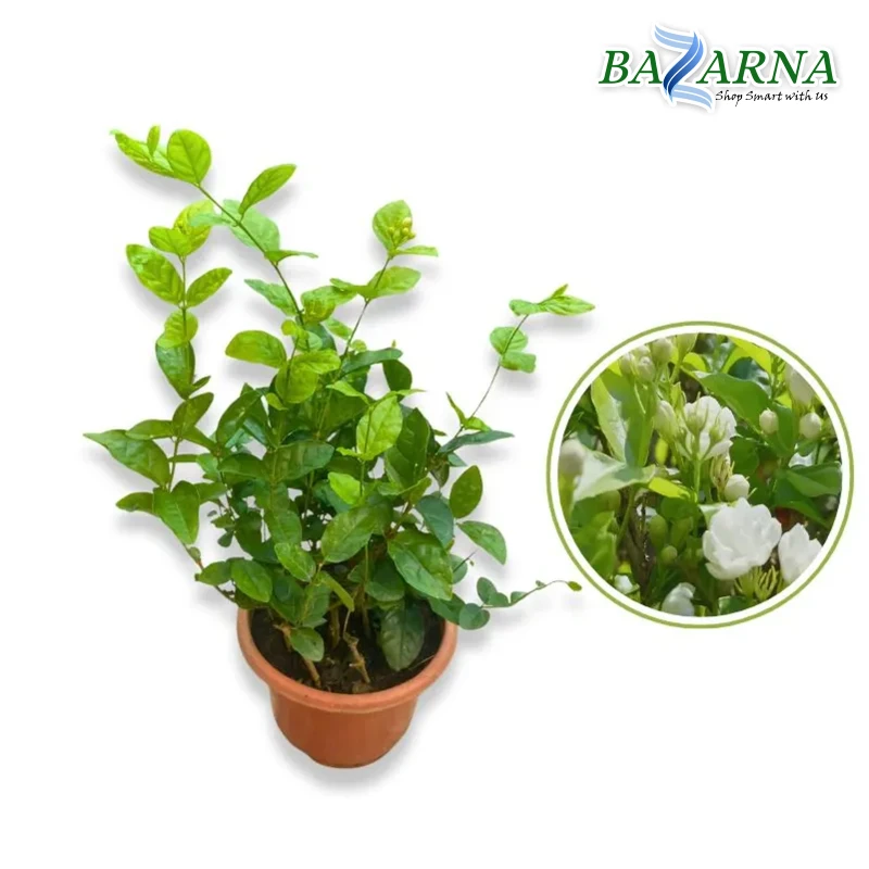 Jasminum Sambac (Rajdee) Medium