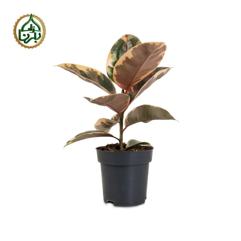 Ficus elastica 'Belize' (Rubber Plant)