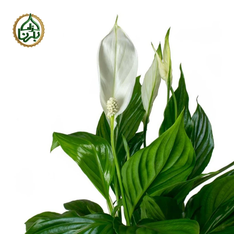Spathiphyllum Peace Lily Big