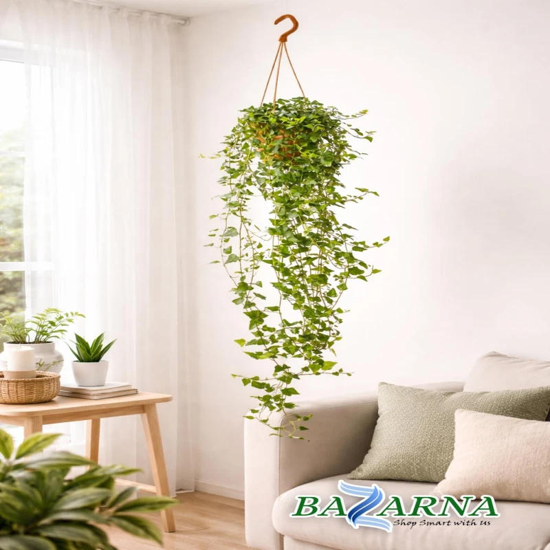 Hedera Green Leafed - Hanging